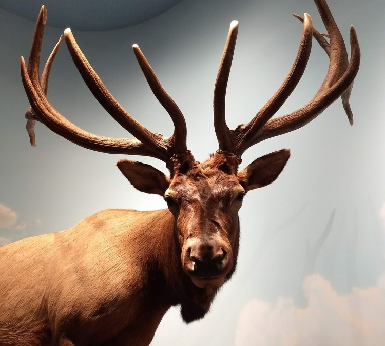 Blaine County Wildlife Museum (Chinook,&nbspMT)